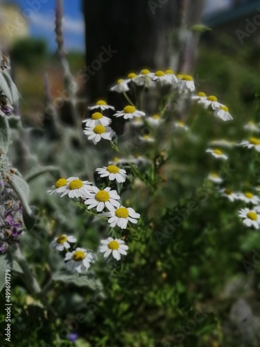 a blooming bush with daisies on a blurry background in the garden on a summer day. silvery pubescent stachys leaves.Fluffy plant. Floral Wallpaper