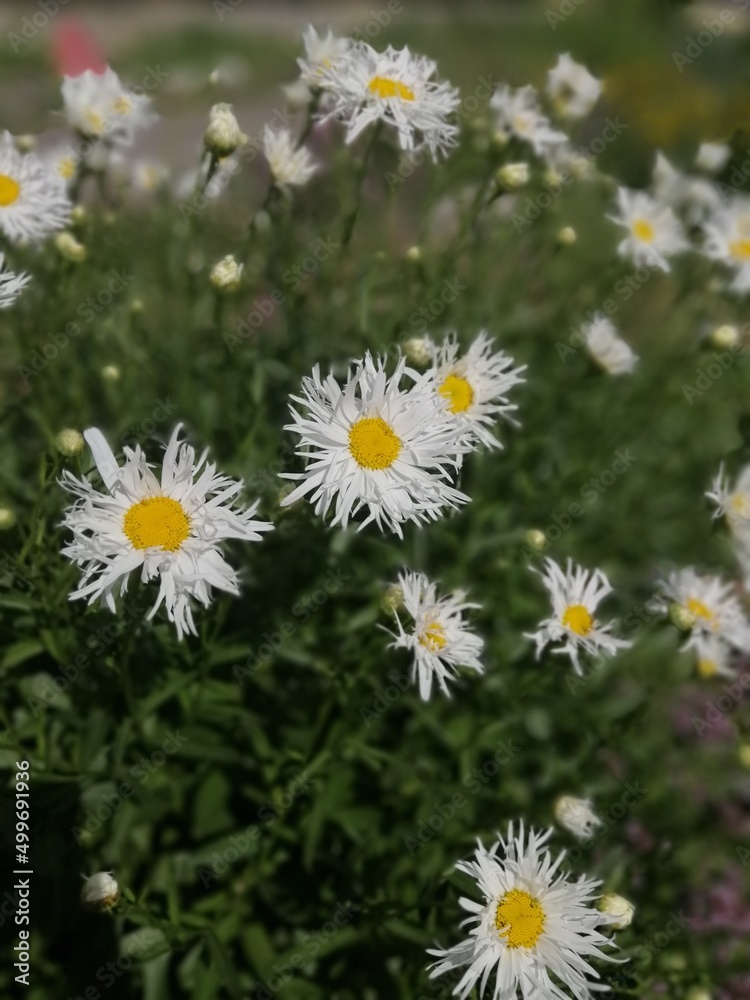 Fototapeta premium cute beautiful daisies with long fluffy petals. chrysanthemum leucanthemum maximum. white blooming Leucanthemum Old Court Variety with yellow stamens. Floral wallpaper