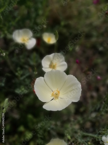 gentle Eschscholzia californica alba . Blooming flowers with big white petals.Floral Desktop wallpaper photo