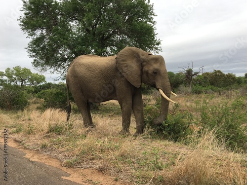 African Elephants  Kruger National Park  Mpumalanga  South Africa.