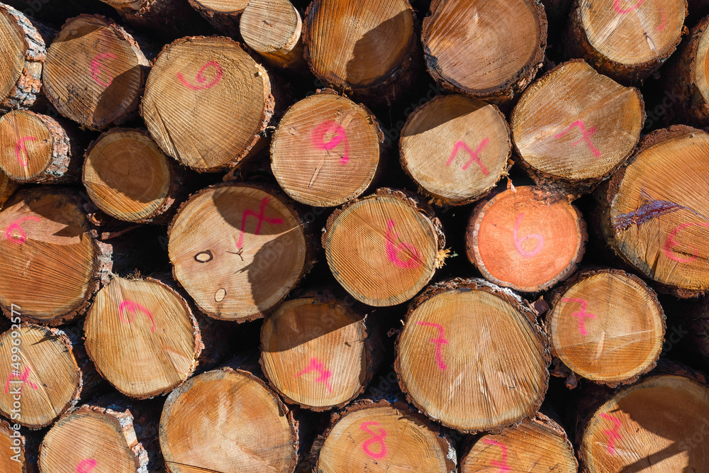 Fototapeta premium Geometric close up of a pile of stacked logs, with numbers painted with fuchsia spray