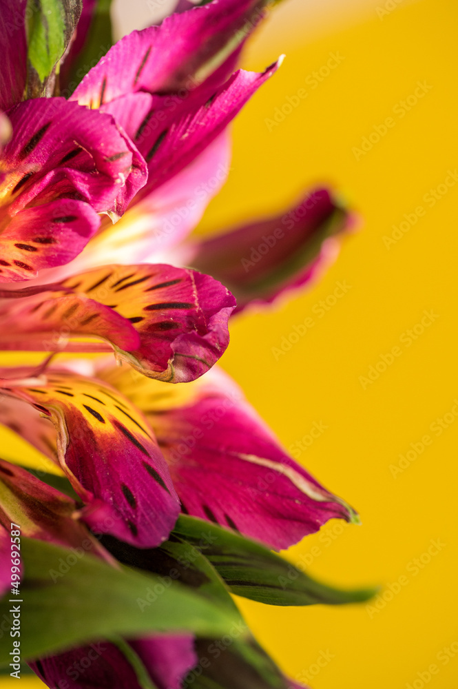 Fototapeta premium Alstroemeria blooms with yellow background