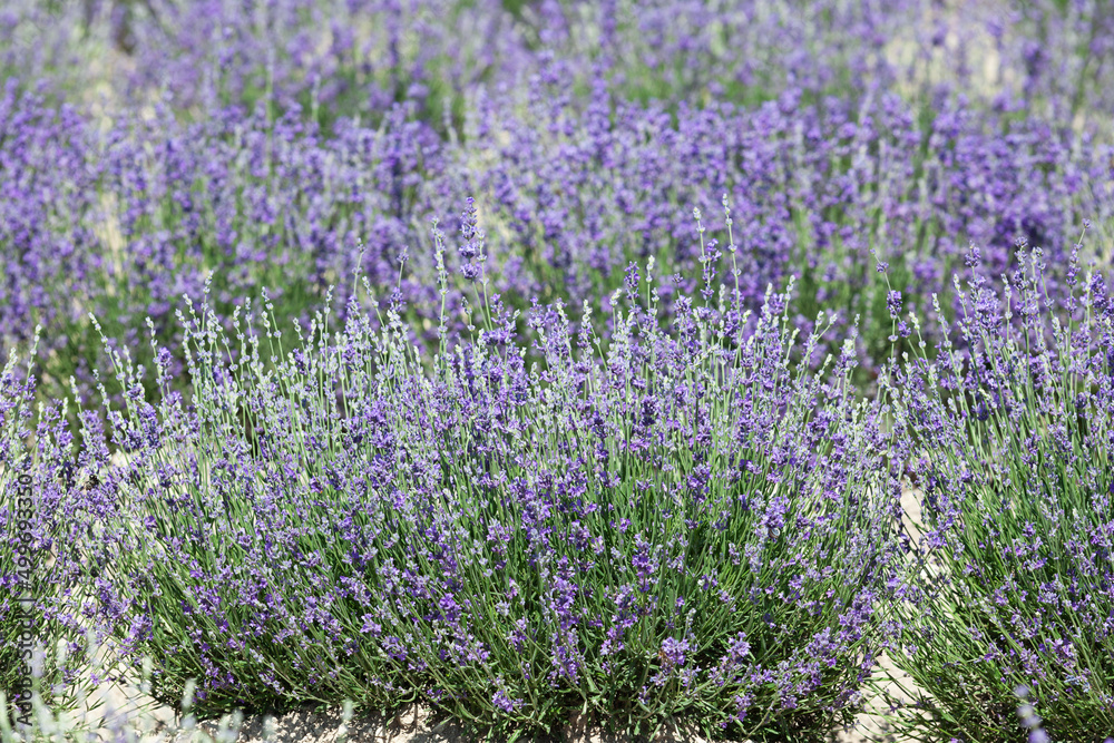 Lavender bushes blooming, delicate flowers. Selective focus, design element. Beautiful blur of lavender field