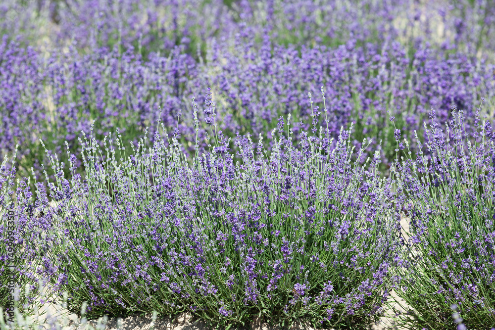 Obraz premium Lavender bushes blooming, delicate flowers. Selective focus, design element. Beautiful blur of lavender field