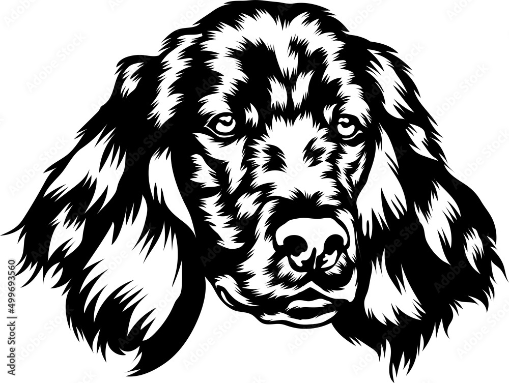 Irish Setter 1
