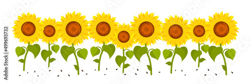 Sunflowers, lower border. Vector isolated on a white background.