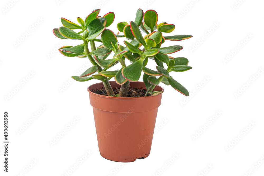 money tree in a pot on a white background