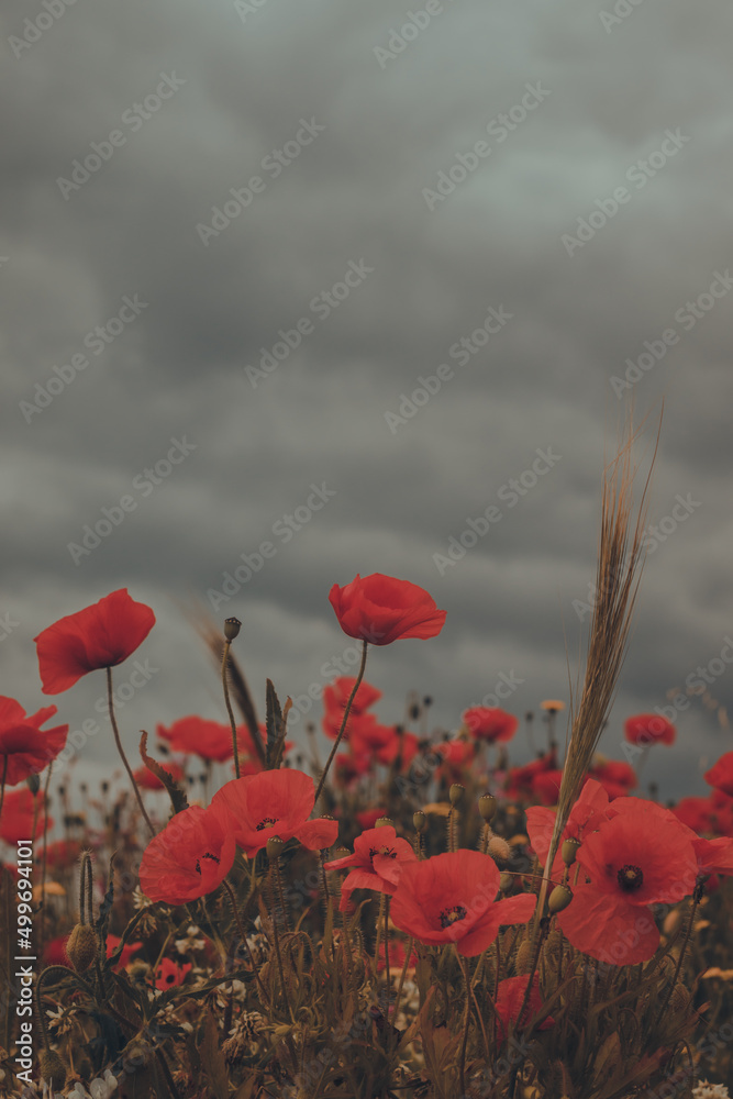 Obraz premium poppies