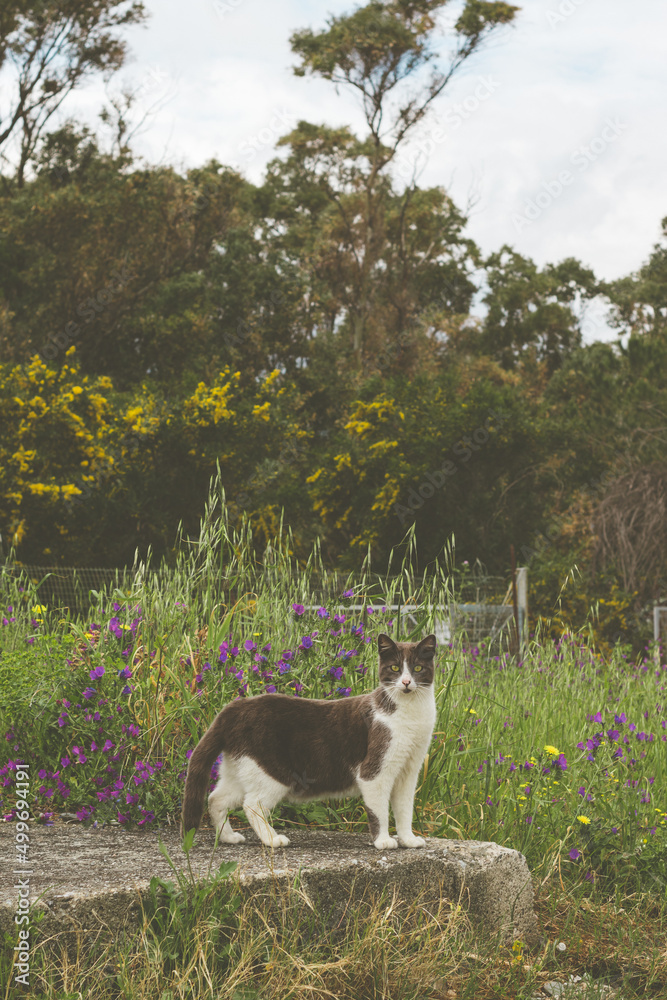 Cat in the outdoors Cat in the outdoors