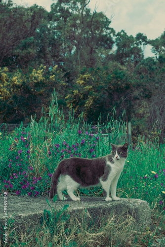 Cat in the outdoors © Karim