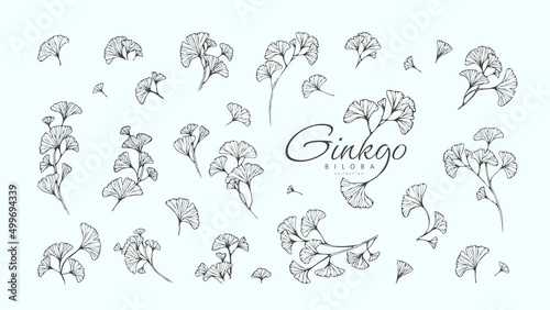 Ginkgo biloba floral logo and branch set. Hand drawn line wedding herb, elegant leaves for invitation save the date card. Botanical