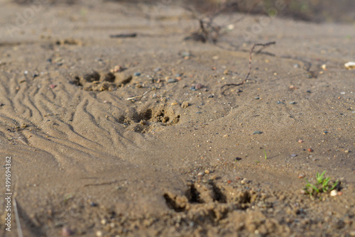 image of footprints in the sand of a dog