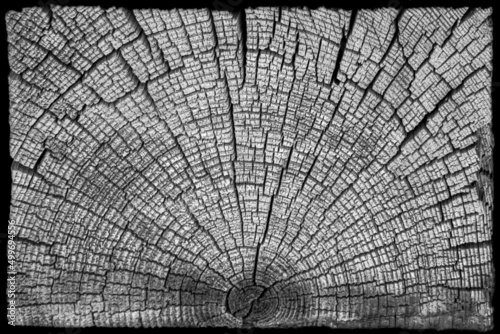 Gray textured wood background in the form of a butt of a tree with cracks in black and white.