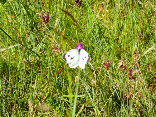 papillon photo