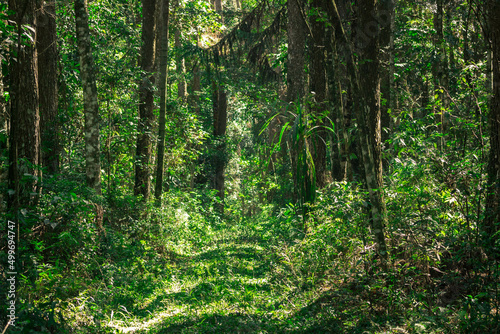 forest in the morning