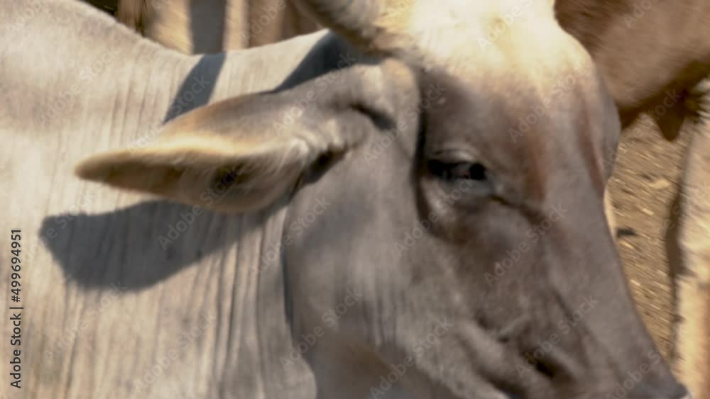 Cow walking around the corral with other cattle farm concept Cow walking around the corral with other cattle farm concept