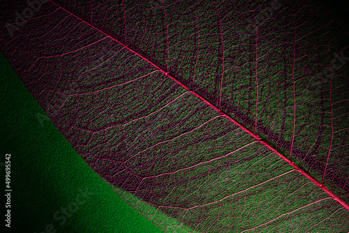 skeleton leaf texture close-up. biophilic authentic composition in lowkey. environmental organic material textured background photo