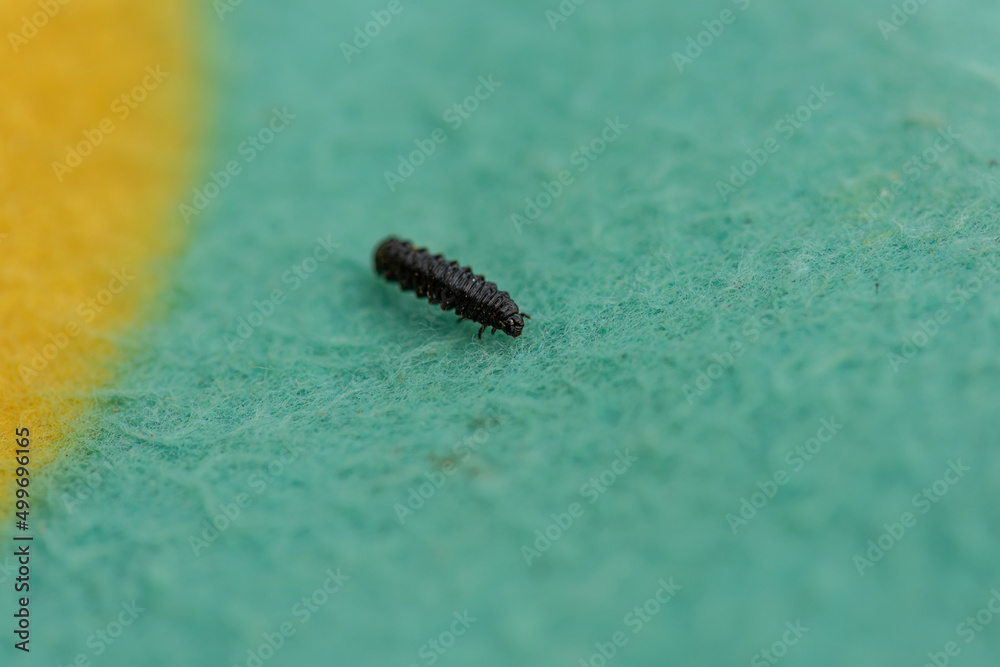 Small black larvae crawling along a blue and yellow carpet. Small black larvae crawling along a blue and yellow carpet.