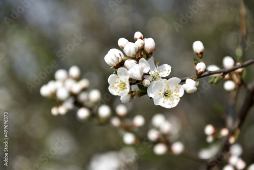 Wiosna, kwitnące drzewa mirabelki, wszystko kwitnie, białe kwiaty. Spring, flowers bloom, white flowers. 