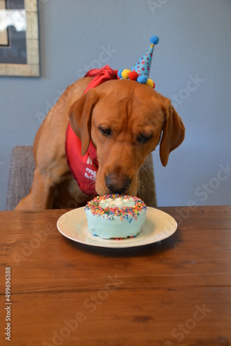 dog birthday party