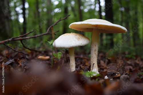 Two Mushrooms in the woods