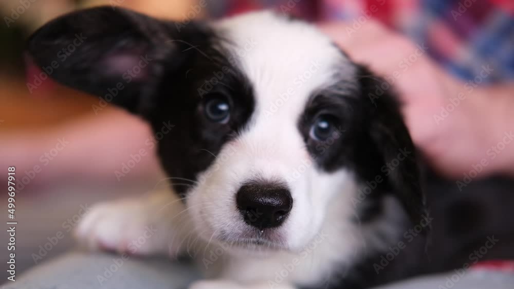 Portrait of a cute cardigan welsh corgi puppy dog being petted on the head by its owner. View of hands and dog. Portrait of a cute cardigan welsh corgi puppy dog being petted on the head by its owner. View of hands and dog.