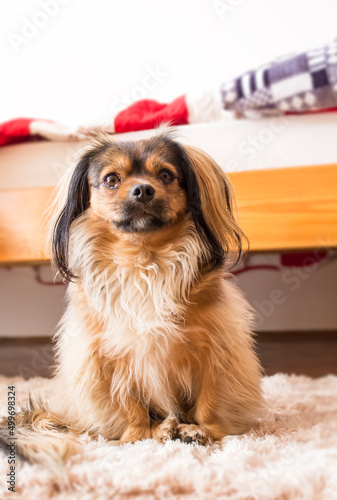 Cute little dog posing and sitting while looking at the camera photo