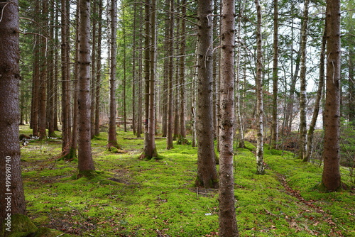 View in a forest in the Jura department