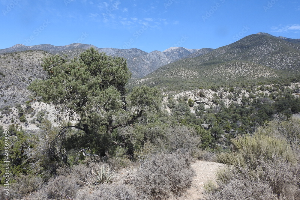 The scenic landscape of the Humboldt-Toiyabe National Forest, Spring Mountains National Recreation Area, Clark County, Nevada.
