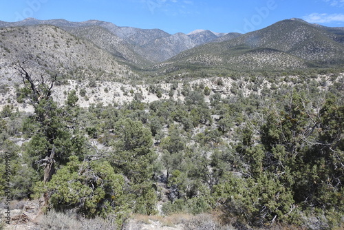 The scenic landscape of the Humboldt-Toiyabe National Forest, Spring Mountains National Recreation Area, Clark County, Nevada. photo