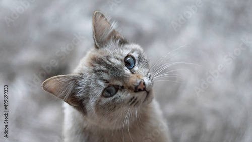 Gato de ojos azules photo