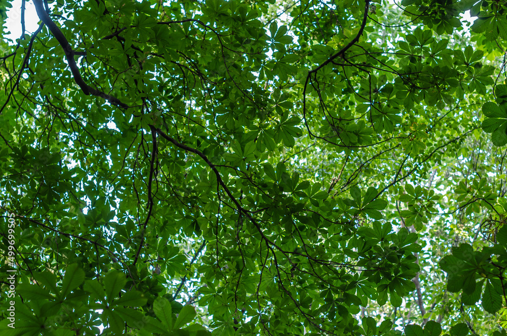 Fototapeta premium Background of fresh green leaves in spring