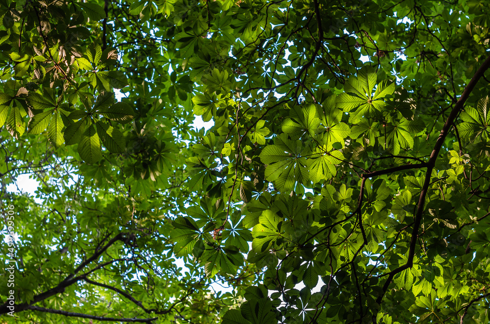 Fototapeta premium Background of fresh green leaves in spring
