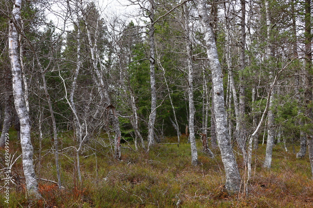 Fototapeta premium View on the park of the Rousses Lake in Les Rousses in the Jura department