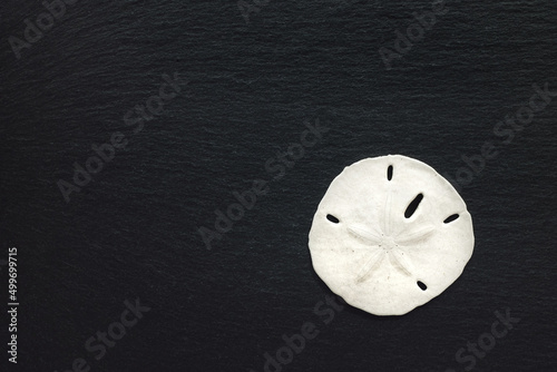 Sand Dollar on Slate