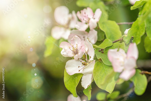Romantic close-up of apple tree blossoms