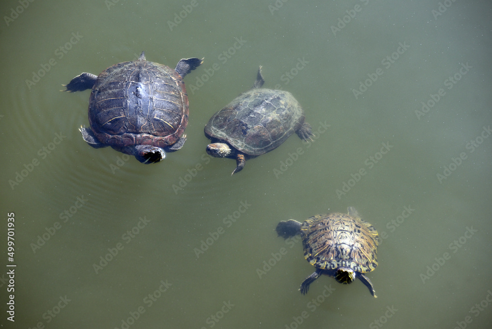 Obraz premium 四天王寺 池の亀 大阪市天王寺区