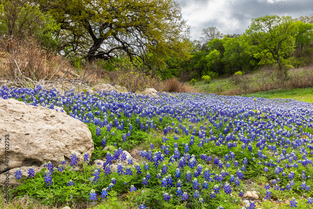 Texas bluebonnets Stock Photo | Adobe Stock