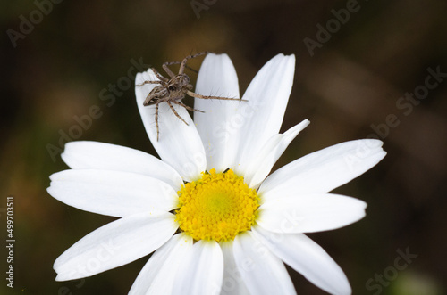 Araña sobre margarita fotografía macro