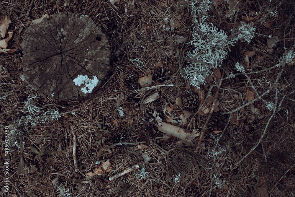 fondo suelo de bosque de pinos hojas líquenes y ramas fondo suelo de bosque de pinos hojas líquenes y ramas