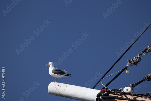 Bild auf Leinwand Seagull perched on a foremast