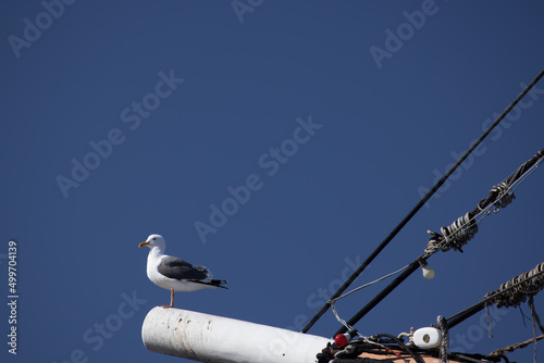 Bild auf Leinwand Seagull perched on a foremast