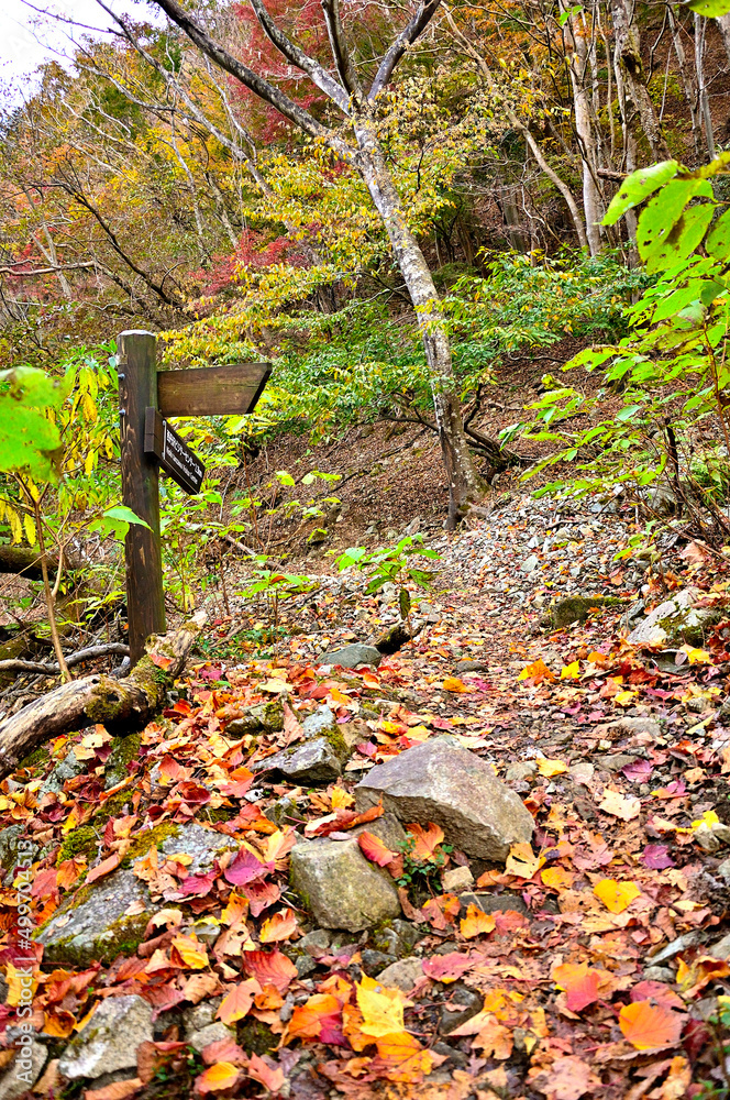 Obraz premium 丹沢の檜洞丸 つつじ新道の紅葉