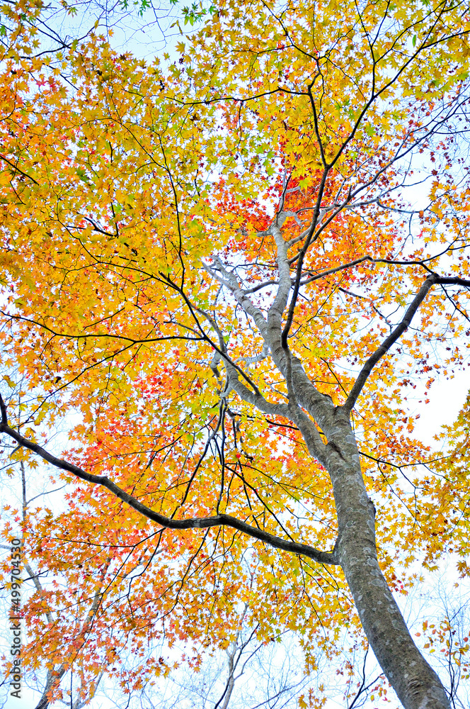 西丹沢の檜洞丸　紅葉のつつじ新道の森　オオモミジ
