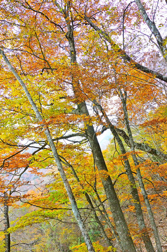 西丹沢の檜洞丸　紅葉のつつじ新道の森
