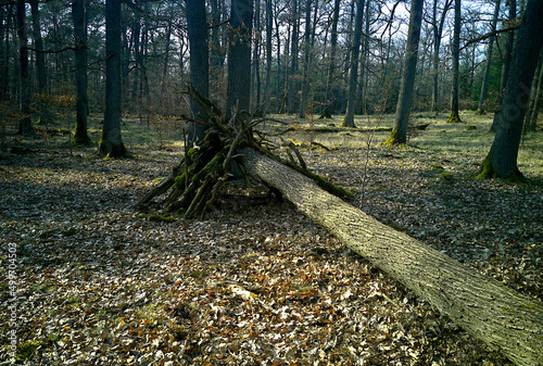 path in autumn forest