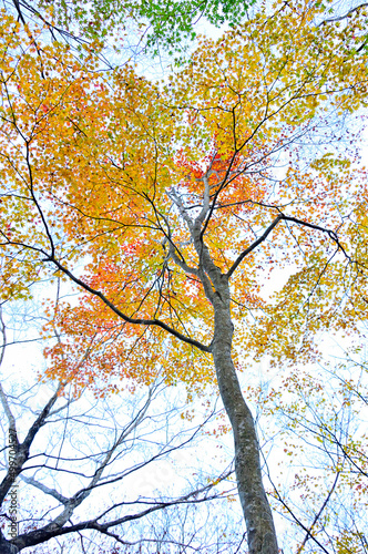 西丹沢の檜洞丸 紅葉のつつじ新道の森 オオモミジ 