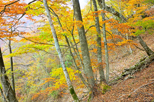 西丹沢の檜洞丸 紅葉のつつじ新道の森 