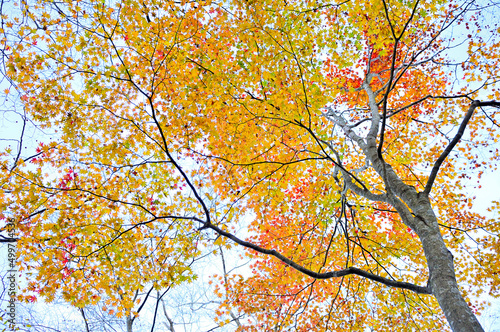 西丹沢の檜洞丸 紅葉のつつじ新道の森 オオモミジ 