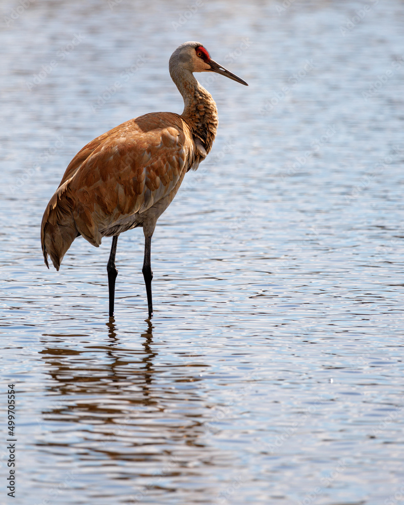 Sandhill crane standing in lake water. 